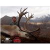Image 5 : 10-day, 1-on-1 fully guided horseback hunt in the Yukon for Mountain Caribou & Grizzly