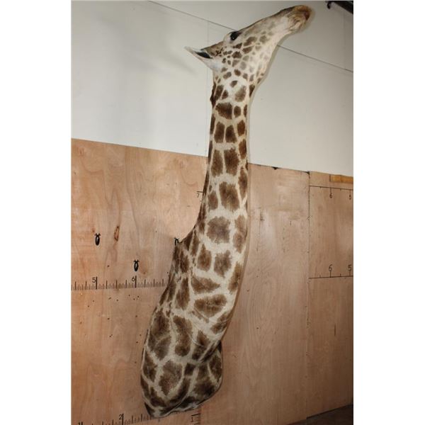 Massive GIRAFFE Shoulder Mount