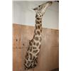 Image 1 : Massive GIRAFFE Shoulder Mount