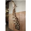 Image 2 : Massive GIRAFFE Shoulder Mount