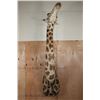 Image 3 : Massive GIRAFFE Shoulder Mount