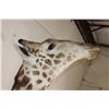 Image 4 : Massive GIRAFFE Shoulder Mount