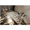 Image 5 : Massive GIRAFFE Shoulder Mount