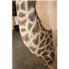 Image 6 : Massive GIRAFFE Shoulder Mount