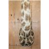 Image 7 : Massive GIRAFFE Shoulder Mount