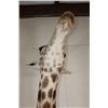 Image 8 : Massive GIRAFFE Shoulder Mount