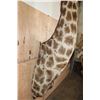 Image 9 : Massive GIRAFFE Shoulder Mount