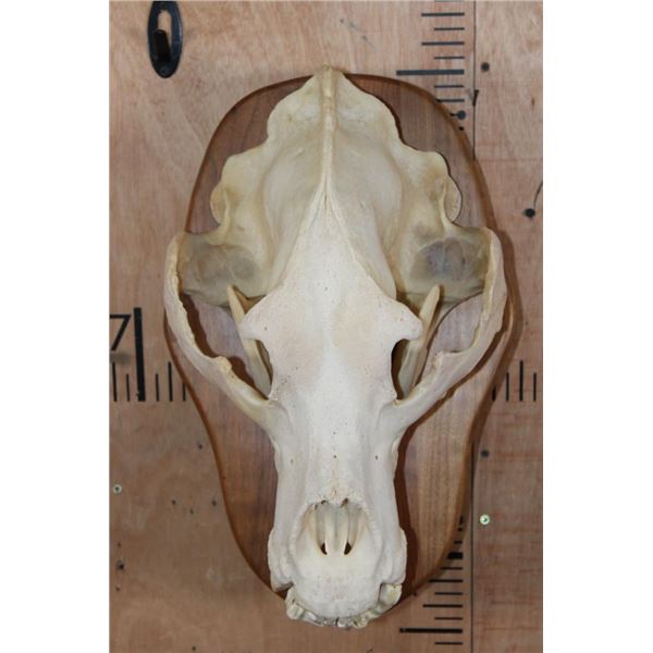 XXL A-Grade BROWN BEAR Skull on a Wood Plaque