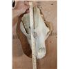 Image 2 : XXL A-Grade BROWN BEAR Skull on a Wood Plaque
