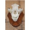 Image 3 : XXL A-Grade BROWN BEAR Skull on a Wood Plaque