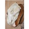 Image 4 : XXL A-Grade BROWN BEAR Skull on a Wood Plaque