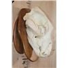 Image 5 : XXL A-Grade BROWN BEAR Skull on a Wood Plaque