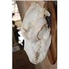 Image 6 : XXL A-Grade BROWN BEAR Skull on a Wood Plaque