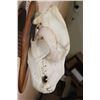 Image 7 : XXL A-Grade BROWN BEAR Skull on a Wood Plaque