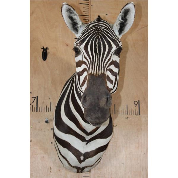 BURCHELL'S ZEBRA Shoulder Mount