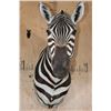 Image 1 : BURCHELL'S ZEBRA Shoulder Mount