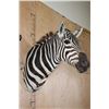 Image 2 : BURCHELL'S ZEBRA Shoulder Mount
