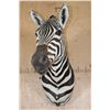 Image 3 : BURCHELL'S ZEBRA Shoulder Mount