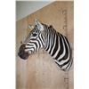 Image 4 : BURCHELL'S ZEBRA Shoulder Mount