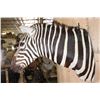Image 5 : BURCHELL'S ZEBRA Shoulder Mount