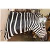 Image 6 : BURCHELL'S ZEBRA Shoulder Mount