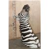 Image 7 : BURCHELL'S ZEBRA Shoulder Mount