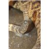 Image 10 : XXL *Real Skin* Western Diamondback RATTLESNAKE