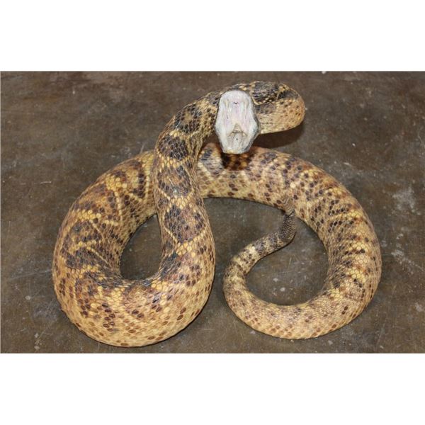 XXL *Real Skin* Western Diamondback RATTLESNAKE
