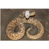 Image 1 : XXL *Real Skin* Western Diamondback RATTLESNAKE