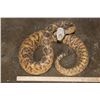 Image 2 : XXL *Real Skin* Western Diamondback RATTLESNAKE