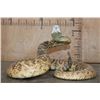 Image 3 : XXL *Real Skin* Western Diamondback RATTLESNAKE