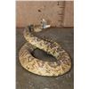 Image 4 : XXL *Real Skin* Western Diamondback RATTLESNAKE
