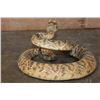 Image 5 : XXL *Real Skin* Western Diamondback RATTLESNAKE