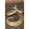 Image 6 : XXL *Real Skin* Western Diamondback RATTLESNAKE