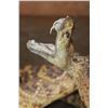 Image 7 : XXL *Real Skin* Western Diamondback RATTLESNAKE