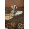 Image 8 : XXL *Real Skin* Western Diamondback RATTLESNAKE