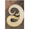 Image 9 : XXL *Real Skin* Western Diamondback RATTLESNAKE