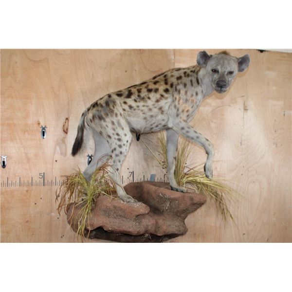 Life-sized HYENA on a Decorative Rock Wall Base