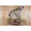 Image 2 : Life-sized HYENA on a Decorative Rock Wall Base