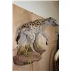 Image 4 : Life-sized HYENA on a Decorative Rock Wall Base