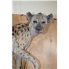 Image 5 : Life-sized HYENA on a Decorative Rock Wall Base