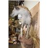 Image 6 : Life-sized HYENA on a Decorative Rock Wall Base