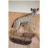 Image 8 : Life-sized HYENA on a Decorative Rock Wall Base