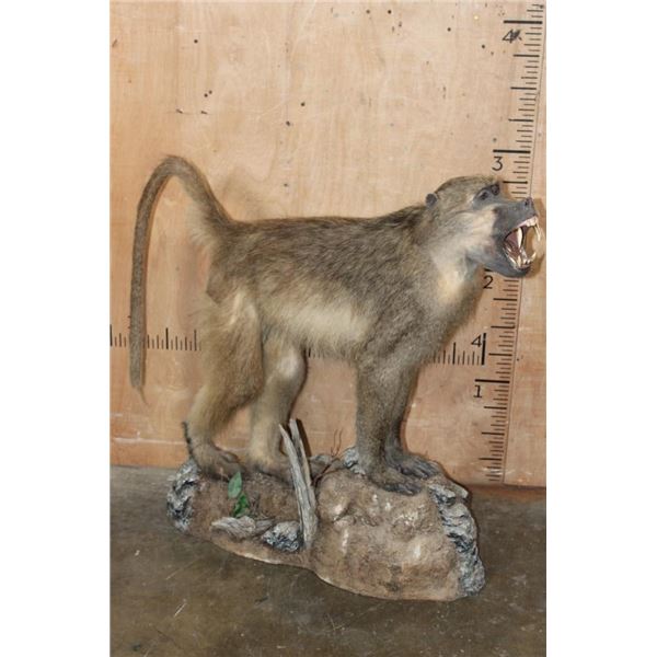 Life-sized African CHACMA BABOON on a Rocky Base
