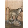 Image 1 : Life-sized African CHACMA BABOON on a Rocky Base