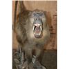 Image 3 : Life-sized African CHACMA BABOON on a Rocky Base