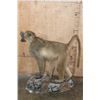 Image 4 : Life-sized African CHACMA BABOON on a Rocky Base