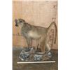 Image 5 : Life-sized African CHACMA BABOON on a Rocky Base