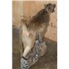 Image 7 : Life-sized African CHACMA BABOON on a Rocky Base