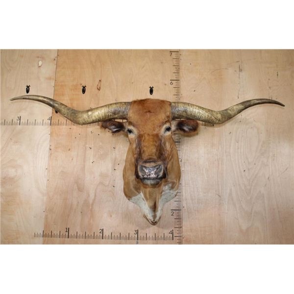 XXL TEXAS LONGHORN Shoulder Mount with a "Texas Twist"
